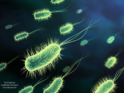 www.biojobblog.com/Bacteria.jpg