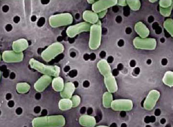 http://www.pkc.ac.th/science/picture/Lactobacillus%20brevis.jpg