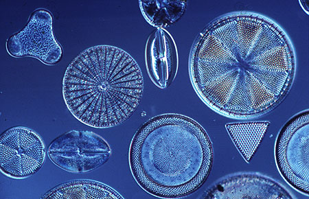 http://www.pkc.ac.th/science/picture/diatom6%5B1%5D.jpg