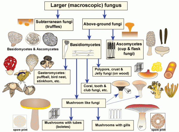 http://mycorrhizas.info/emfungi/fungus-types1.gif