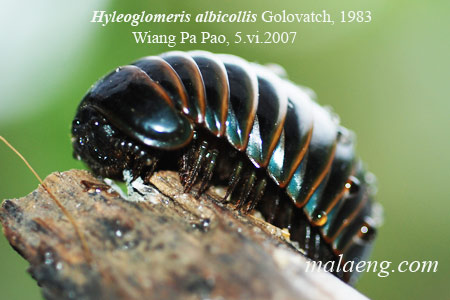 http://www.malaeng.com/blog/tmp/2009/05/hyleoglomeris-albicollis1.jpg