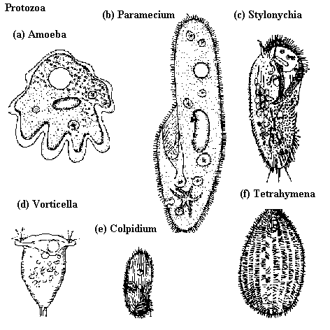 http://ntbiology.212cafe.com/user_blog/ntbiology/protozoa.gif