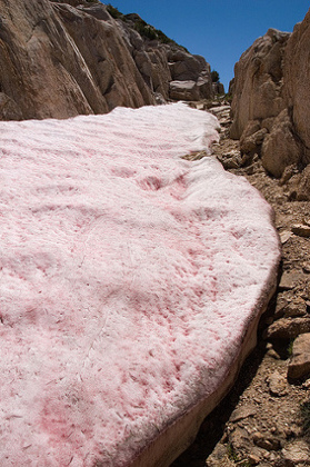 watermelon snow