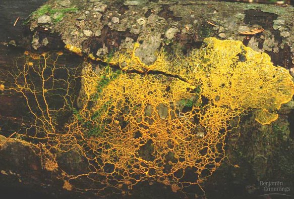  plasmodial slime molds 