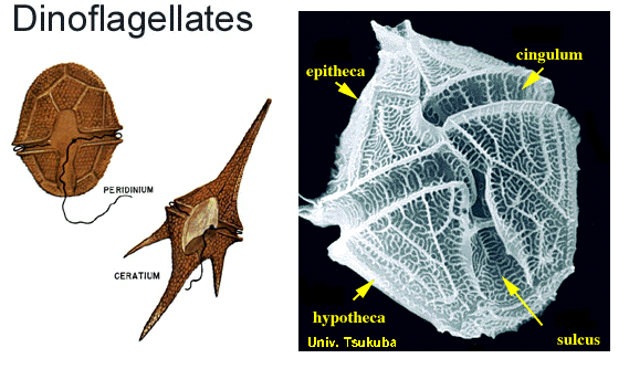 Dinoflagellate 