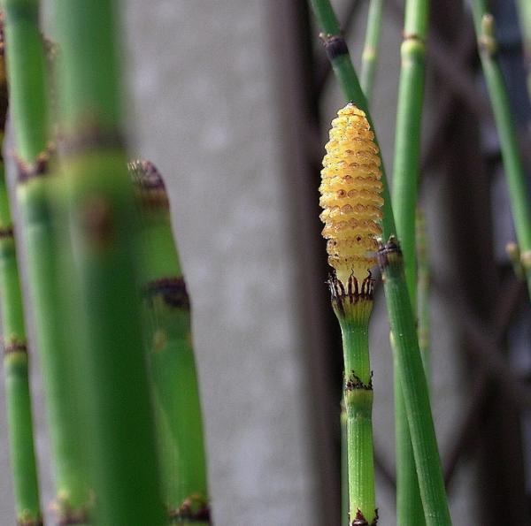 Equisetum  sp.  (หญ้าถอดปล้อง)