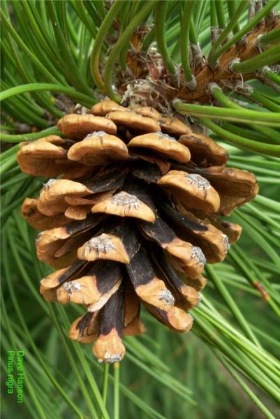 Pinus merkusii