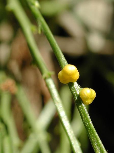 Psilotum