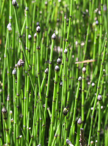 Psilotum  sp. (หวายตะนอย)