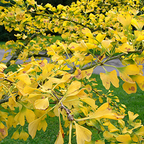 Ginkgo biloba ใบจะเปลี่ยนเป็นสีทอง ในฤดูใบไม้ร่วง