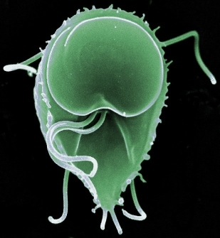 Giardia 