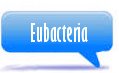Subkingdom Eubacteria 
