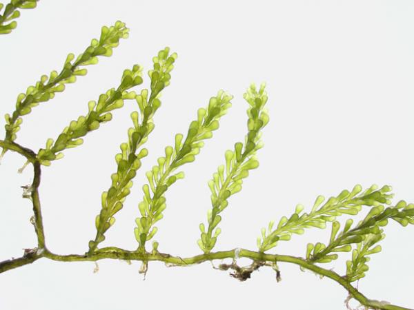 Caulerpa 