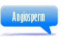 Angiosperm