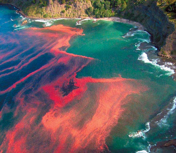 red tide