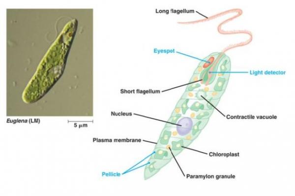 Euglena