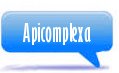 Apicomplexa