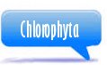 Chlorophyta 