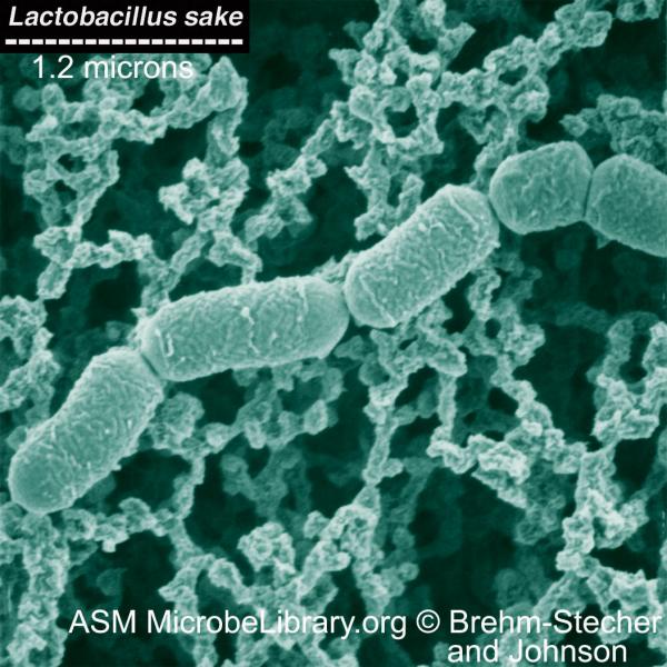  Lactobacillus