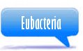 Eubacteria