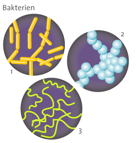 รูปร่างหลักของ bacteria