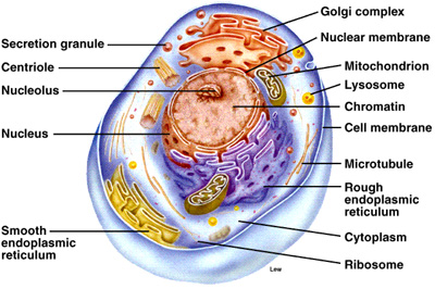 cytoplasm