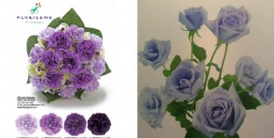ดอกคาร์เนชั่นดัดแปลงพันธุกรรมให้เป็นสีม่วง ของ บ.Florigene Flower   ดอกกุหลาบดัดแปลงพันธุกรรมให้เป็นสีม่วงของ บ.Suntory