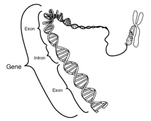 ภาพแสดงยีนของโครโมโซมของสิ่งมีชีวิตพวกยูคารีโอต จากภาพจะเห็นความสัมพันธุ์ระหว่างยีนและโครโมโซม ภาพนี้แสดงยีนเพียงแค่สี่สิบคู่เบสซึ่งยีนตามความเป็นจริงจะมีขนาดใหญ่กว่า หลายเท่า