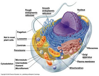 Animal Cell