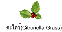 ตะไคร้(Citronella Grass)