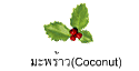 มะพร้าว(Coconut)
