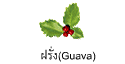ฝรั่ง(Guava)
