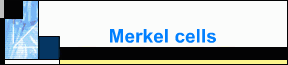 Merkel cells