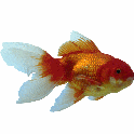 goldfish_01.jpg
